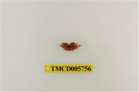 藏品(小型小相手蟹)的圖片